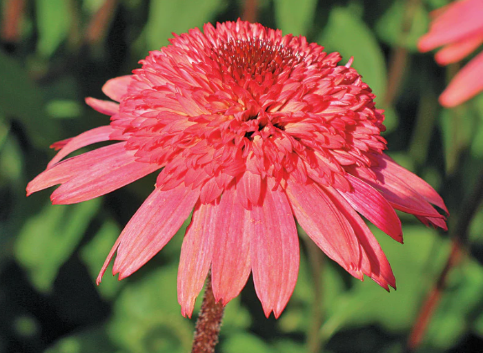 Сорт ехінацеї Raspberry Тruffle 